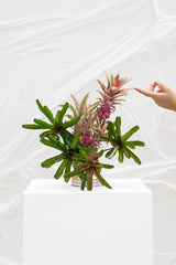 HARI HARI (Maquette)