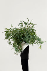 GARDEN GRAB (Bouquet)